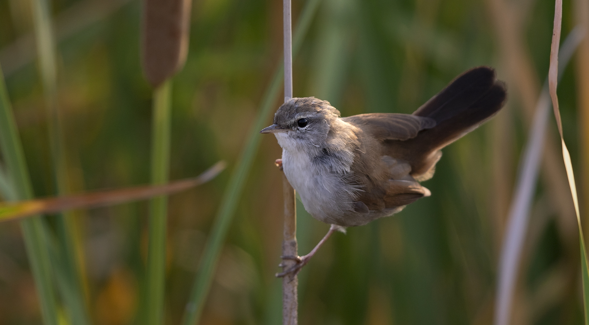 Cetti's Warbler